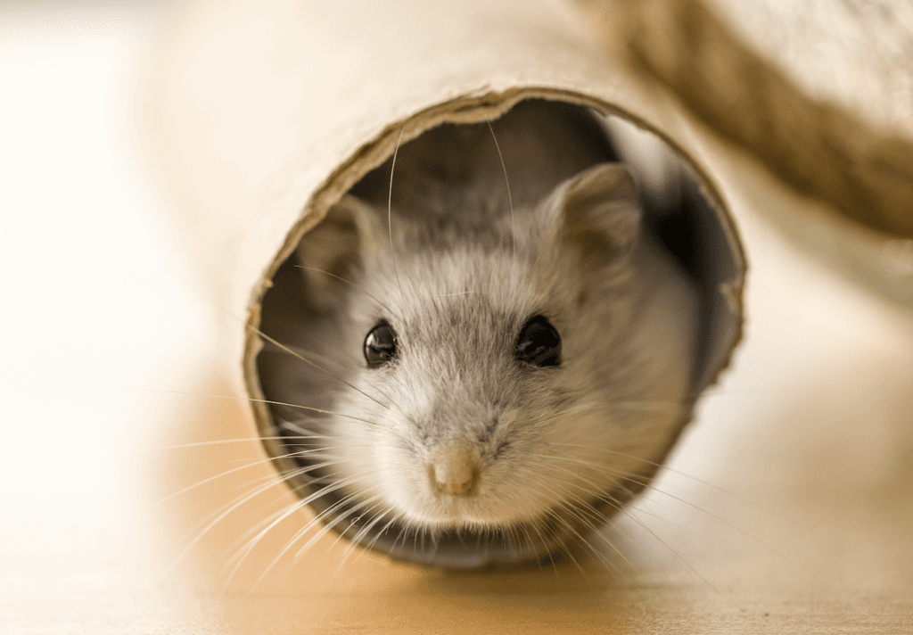 Hamster Lifespan: Tips for Longer Years of Companionship