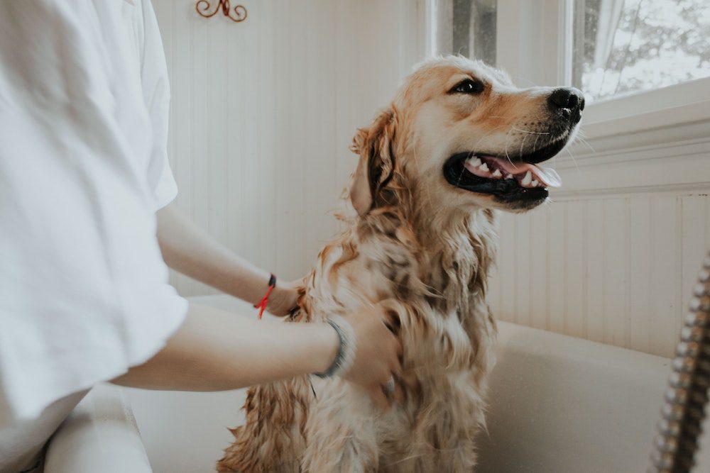 Woman giving dog a bath