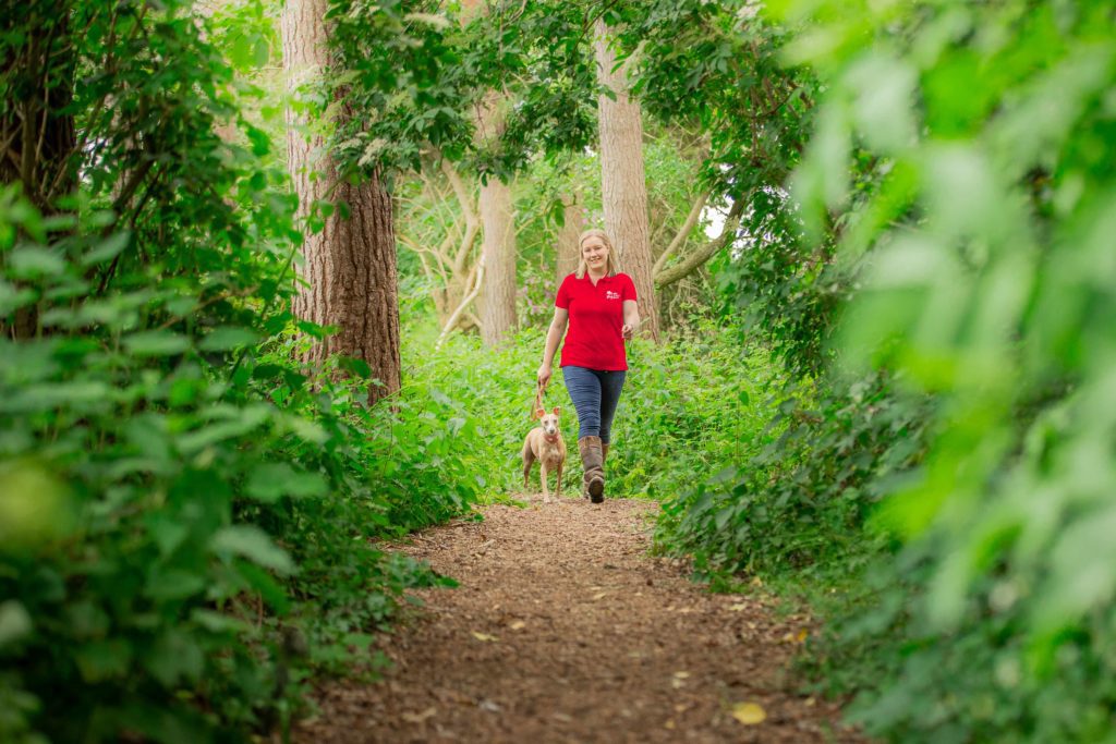 Dog walker with dog on lead in forest