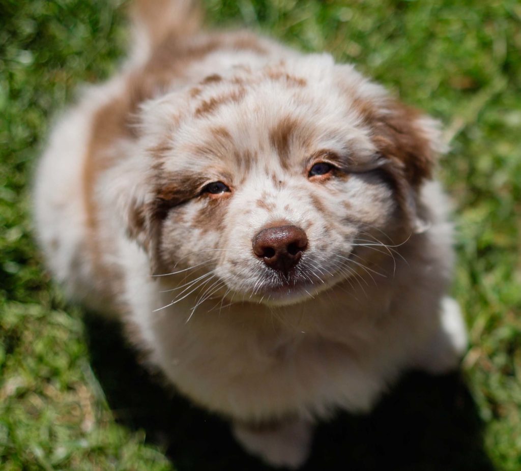 Brown and white puppy smiling