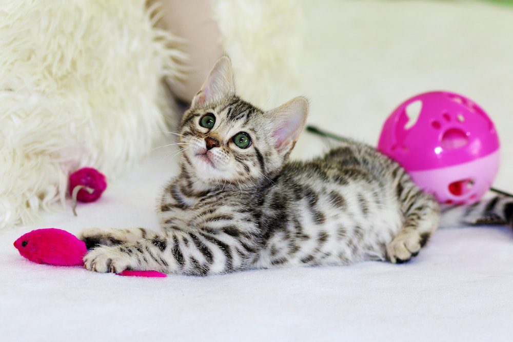 Striped kitten playing with pink toys