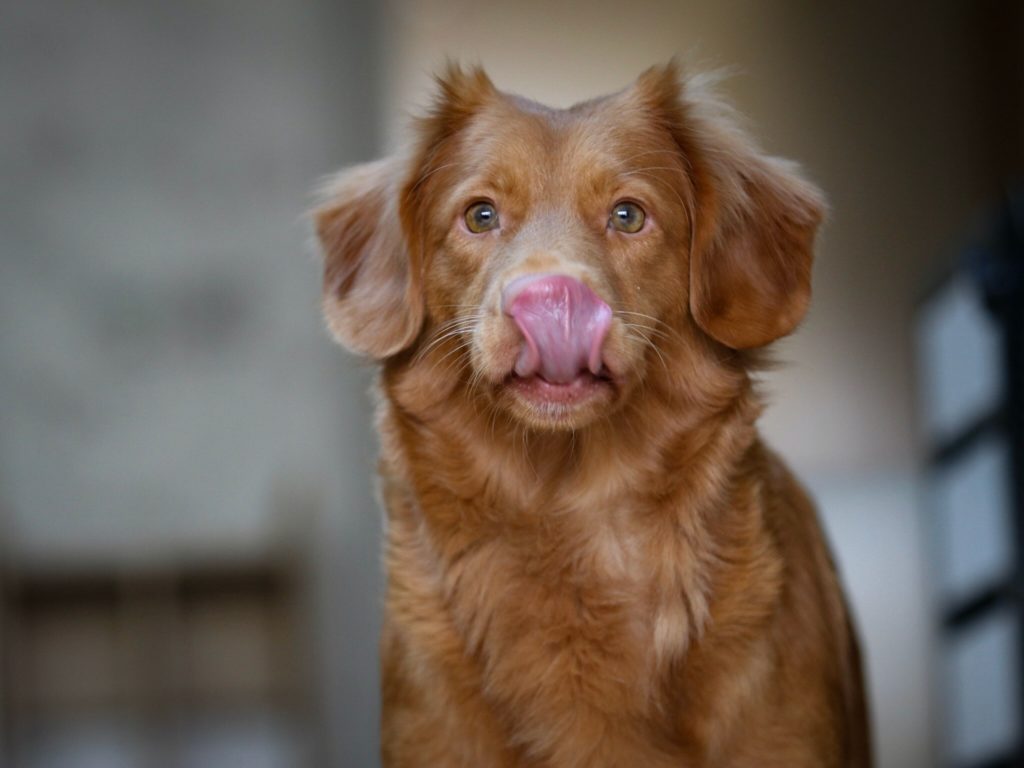 Brown dog licking nose