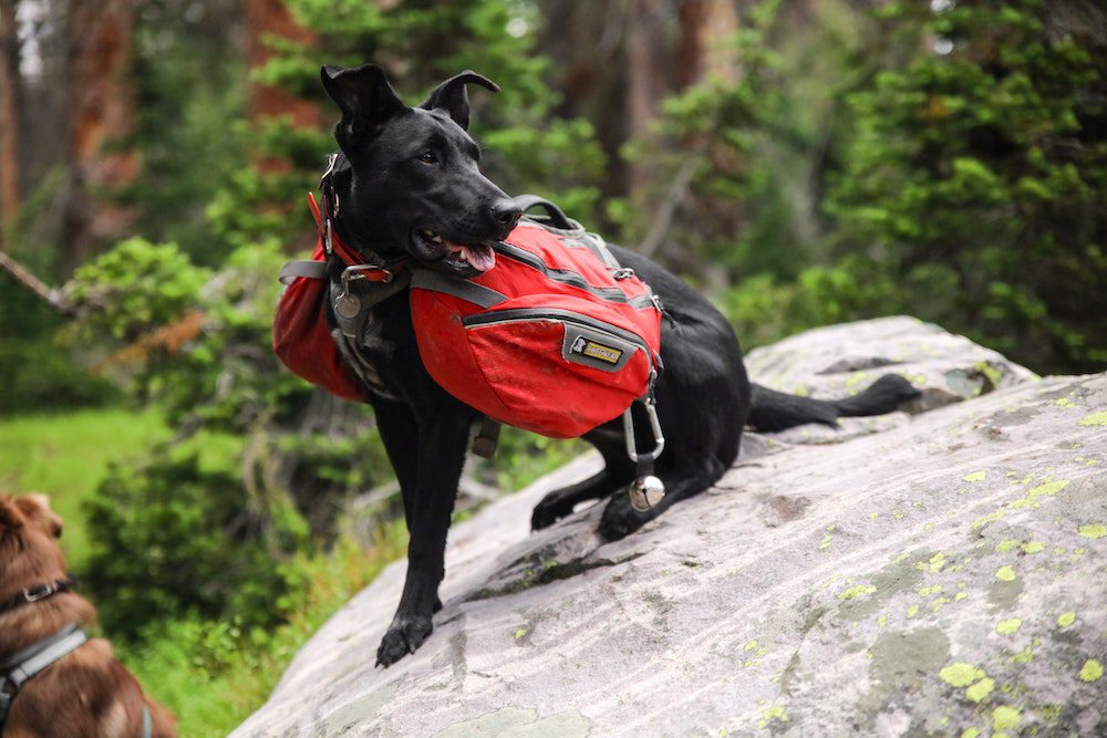 Black dog with red backpack on