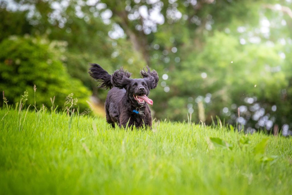 Black dog running in field