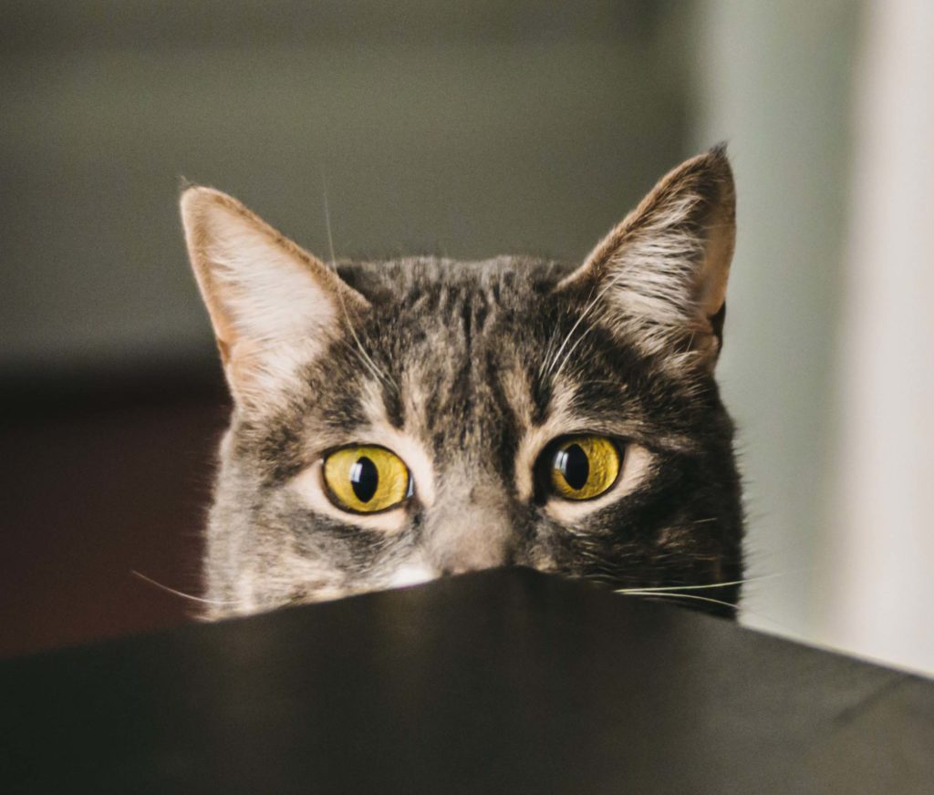 Cat peeking over counter