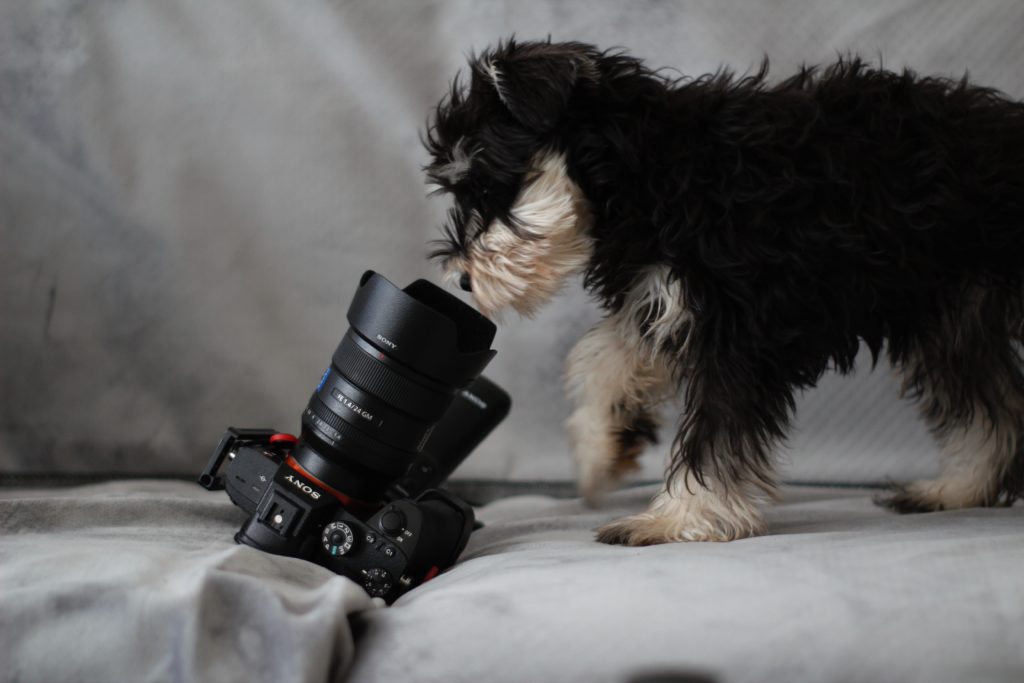 Small dog staring at a camera