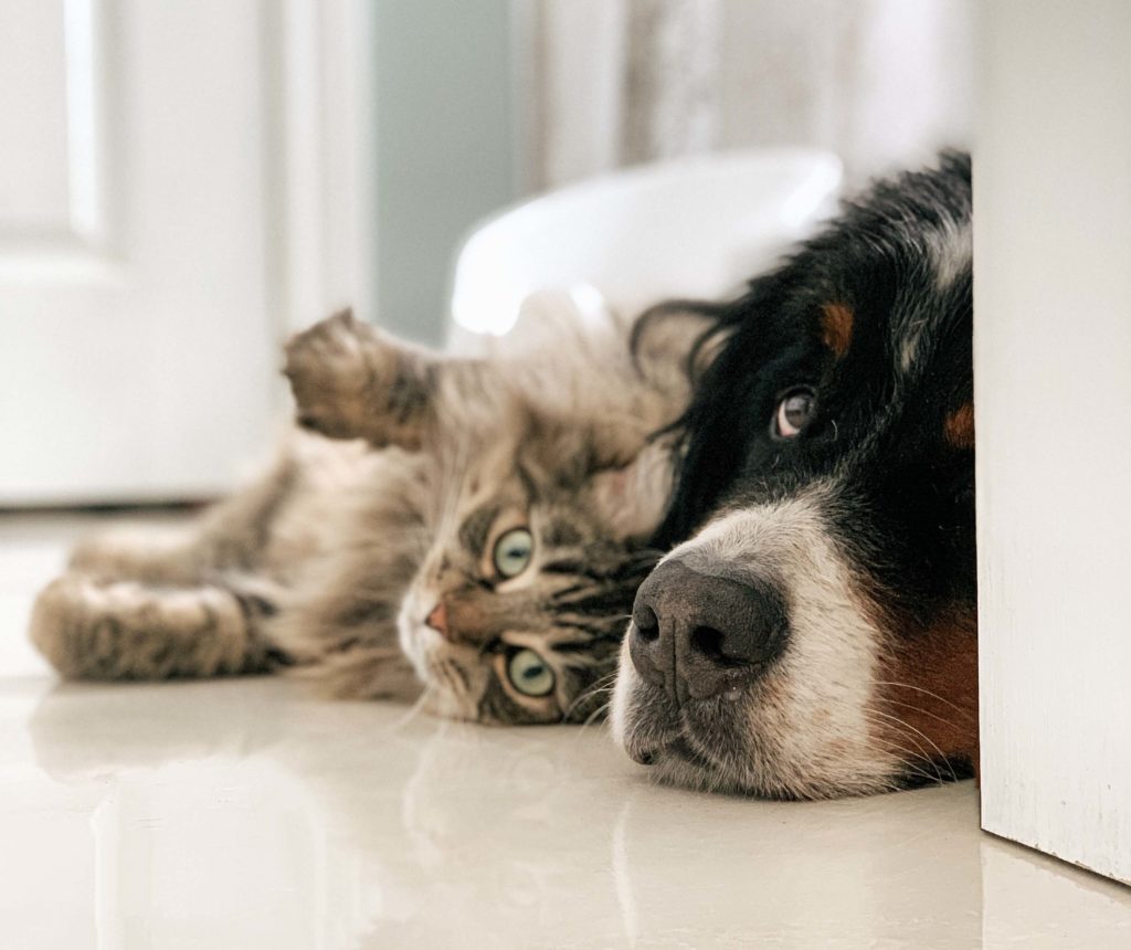 cat and dog laying down
