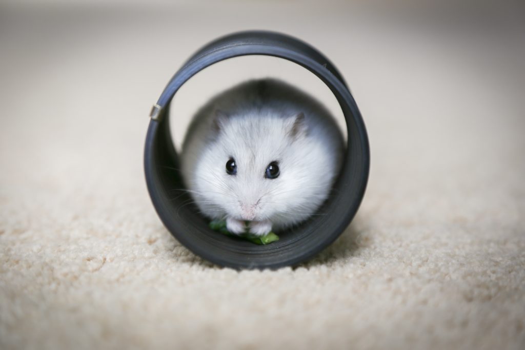 Hamster in tunnel
