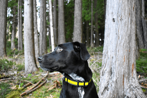 Black dog sitting in forest